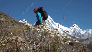 Edelweiss and a tourist in the Himalayas