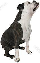 Bulldog Dog Sitting Up Isolated