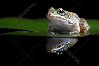 Green pond frog reflection water lily surface