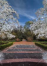 Spring Garden With Blooming Trees