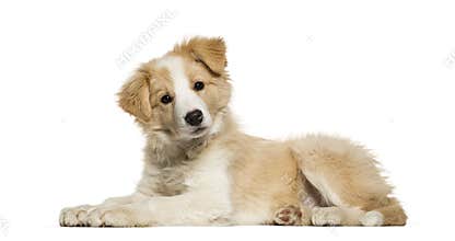 Border Collie puppy lying against white background