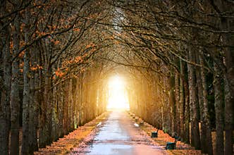 Tree Oaks Tunnel around the darkness, and the light at the end of the tunnel spring and the road.
