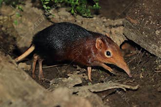 Black-and-rufous elephant shrew