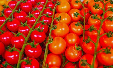 Fresh Tomatoes Sold