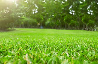 Close up green grass field with tree blur park background,Spring and summer concept