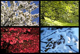 Four seasons trees