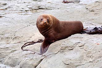 Australasian fur seal - facing camear