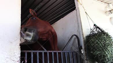 Silly young thoroughbred race horse in barn stall