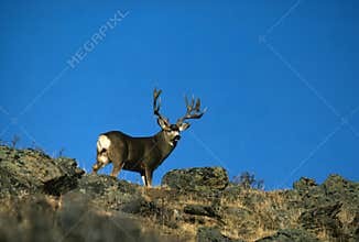 Huge Mule Deer Buck