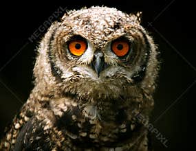 Great Horned Owl