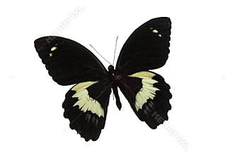 The Black Butterfly 4