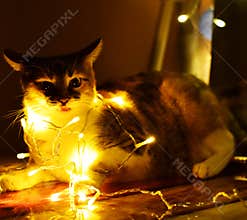 The cat and the Light