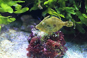 Bristle-tail file-fish