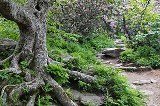 Rocky Trail to Craggy Gardens Asheville North Carolina