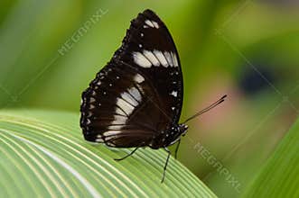Butterfly On Large Textured Leaf