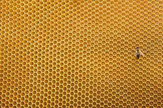 Honeycomb and bee
