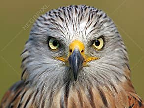 Red kite