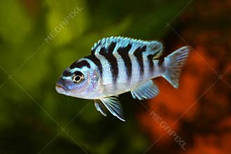 Kenyi or Kennyi cichlid Maylandia lombardoi aquarium fish