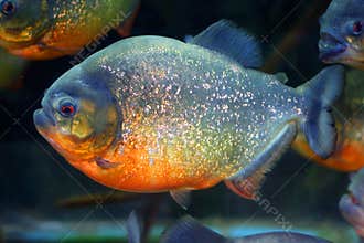 Red-bellied piranha
