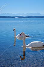Swans on a lake in front of mountain range