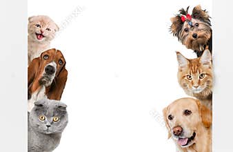 Various cats and dogs as frame isolated on white