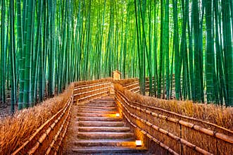 Bamboo Forest in Kyoto, Japan