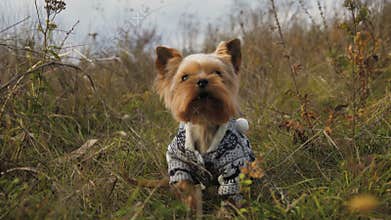 Portrait of a little dog weared in suit barking in a grass. 4K