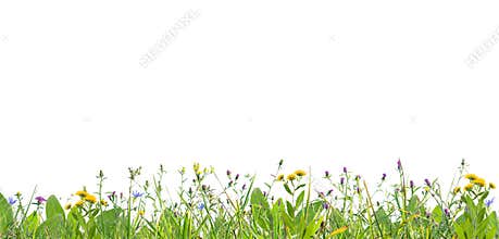 Grass and wild flowers