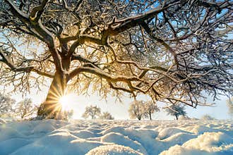 Winter landscape: backlit tree on a field