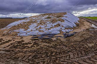 Silage prepared for feeding cows.