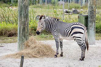 Zebra in Captivity