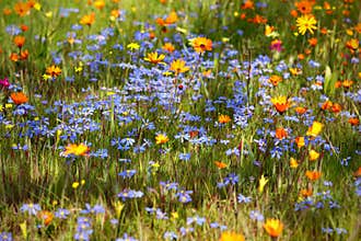 Flowering meadow