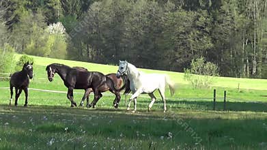 Horses run free in pasture slow motion