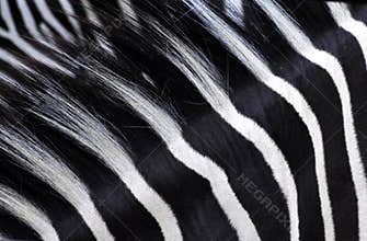 Zebra Stripes