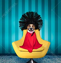 Dog at hairdressers salon