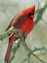Northern Cardinal 2