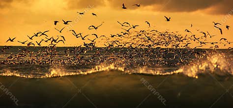 Wildlife of birds