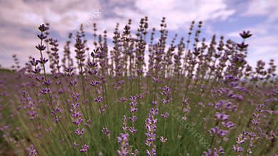 Blooming lavender flower close up in a field in Provence France against a blue sky and clouds background