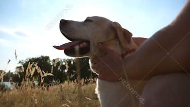 Male hands stroking dog at nature. Labrador or gold retriever sitting on green grass with his owner. Sun rays in