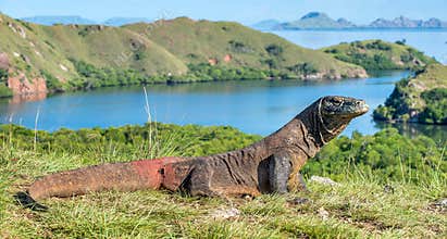 Komodo dragon. Varanus komodoensis. Indonesia.
