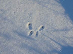 Fresh snow butterfly dog paw print