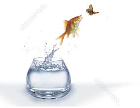 Hunting on butterfly fish