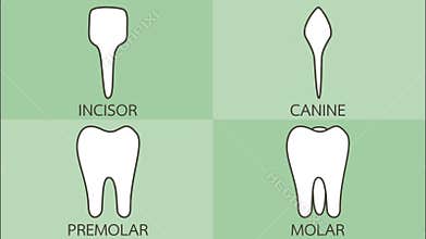 Tooth type with detail word - incisor, canine, premolar, molar, kind of teeth