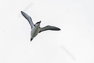 A Razorbill auk, seabird, Alca torda, in flight. Cutout.