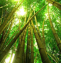 Bamboo tree 3