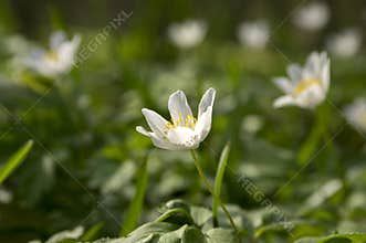 Anemone nemorosa spring flowers, wood anemones in bloom