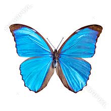 Blue butterfly tropical Morpho menelaus, Brasil