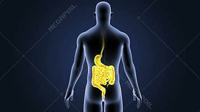 Stomach and Intestine with Body