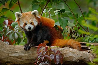 Red panda lying on the tree with green leaves. Red panda bear, Ailurus fulgens, habitat. Detail face portrait, animal from China.