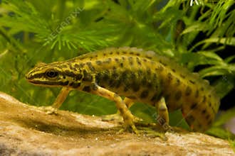 Walking smooth newt